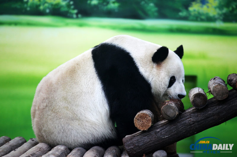 苏州：大熊猫“卖萌”惹人爱