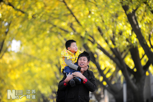 银杏美景醉游人