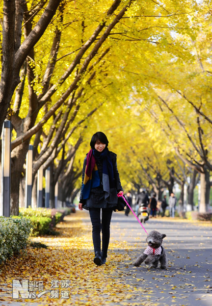 银杏美景醉游人