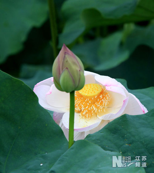 江苏南通：雨后荷花交相辉映