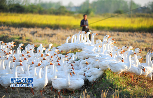 南京地产肉鹅走出禽流感阴影即将大量上市