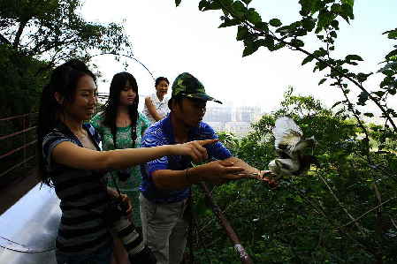 江苏连云港锦屏山成为白鹭天堂