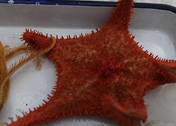 大学生走进小学普及环保知识