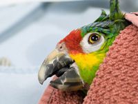 最暖感恩季:雅安孩子在扬大有个家