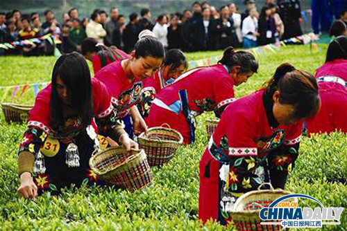 江西资溪举办“资溪白茶”踏青采茶节