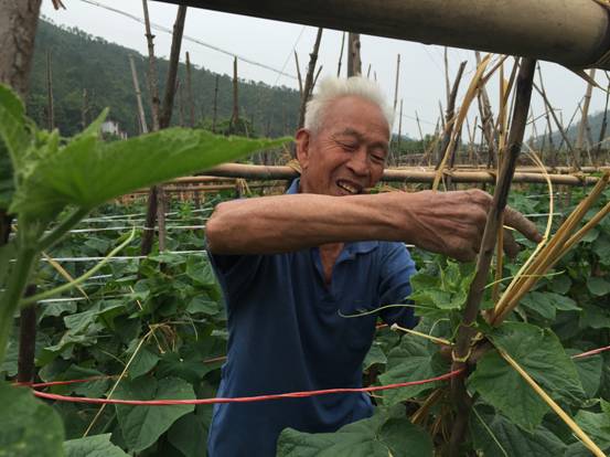 江西赣县五云八千亩无公害蔬菜 铺就共同致富道路