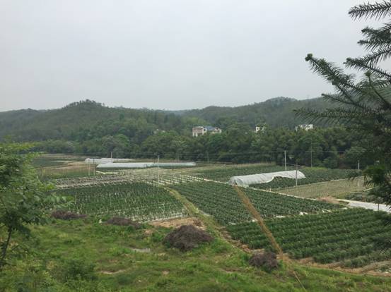 江西赣县五云八千亩无公害蔬菜 铺就共同致富道路