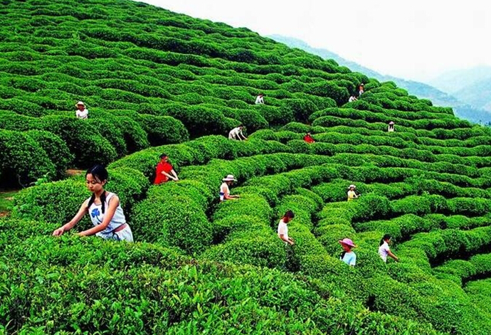 婺源绿茶