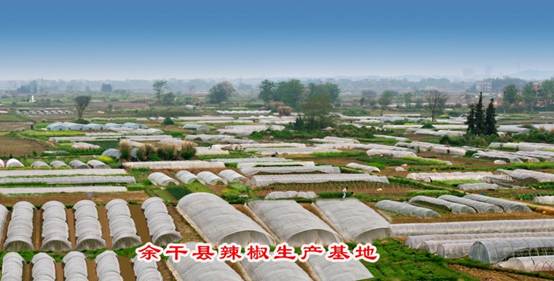 余干县国珍枫树辣椒种植专业合作社