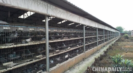 进贤“鸽王”傅先辉和他的瓦灰土鸽“王国”