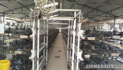 进贤“鸽王”傅先辉和他的瓦灰土鸽“王国”