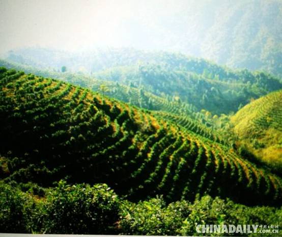 铅山红茶