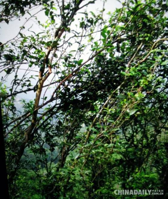铅山红茶