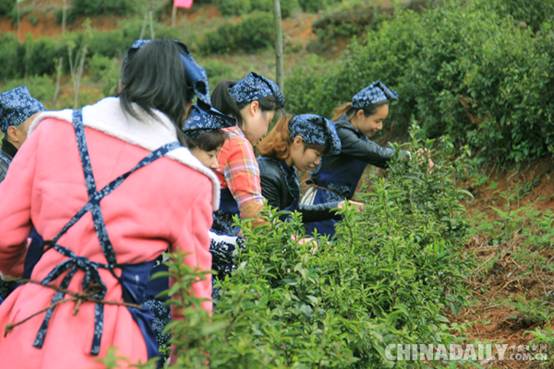 “茶叶皇后”——铅山河红茶