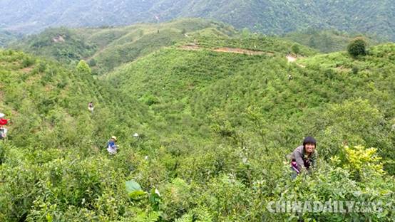 “茶叶皇后”——铅山河红茶