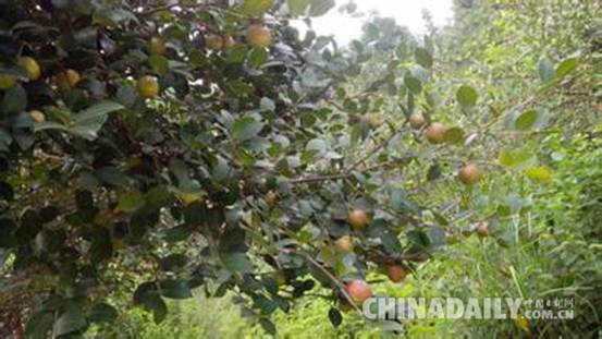江西绿海油脂有限公司