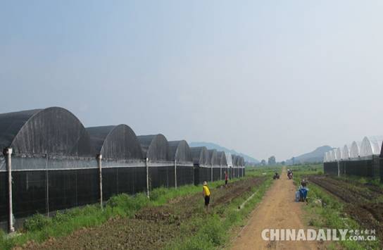 江西峡江县积极推进现代农业示范园建设