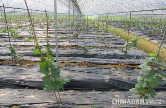 江西峡江县积极推进现代农业示范园建设