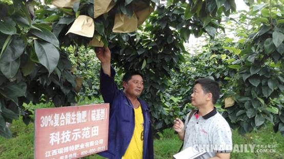 富民茶果——农业合作社的“领头雁”