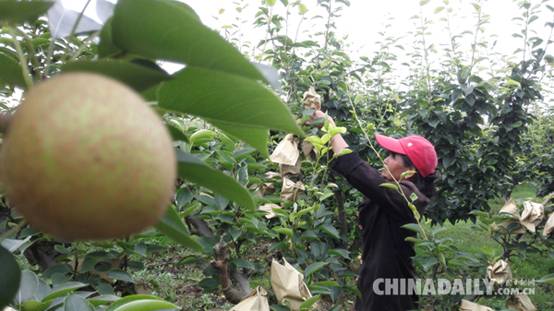 富民茶果--农业合作社的领头雁