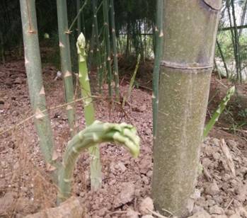 横峰众德芦笋种植专业合作社