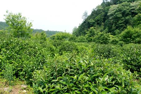 江西燕山青茶业有限公司