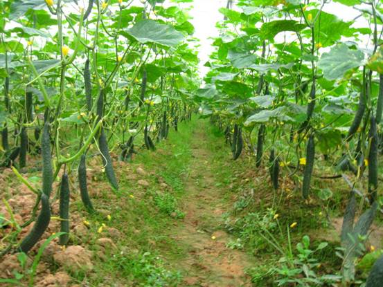 江西新干:新绿农业打造无公害蔬菜示范基地