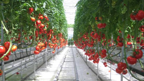 江西新干:新绿农业打造无公害蔬菜示范基地