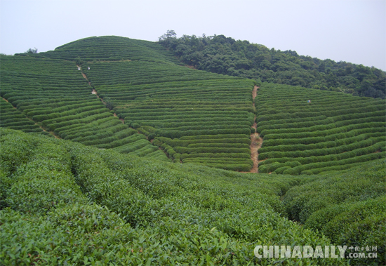 赣州宁都“韶琳茶”------只做好春茶