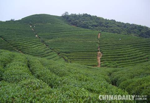 赣州宁都韶琳茶业有限公司：只做好春茶——“韶琳茶”