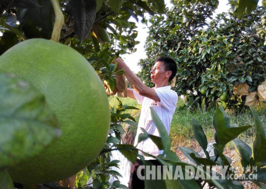 广丰区马家柚种植能手——陈国华