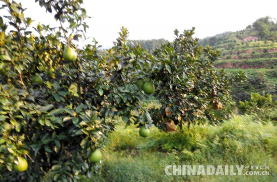 广丰区马家柚种植能手——陈国华