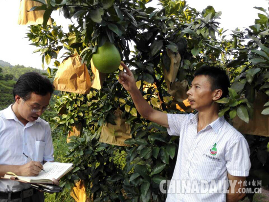 广丰区马家柚种植能手--陈国华