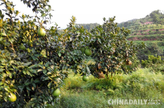 中华名果——广丰马家柚