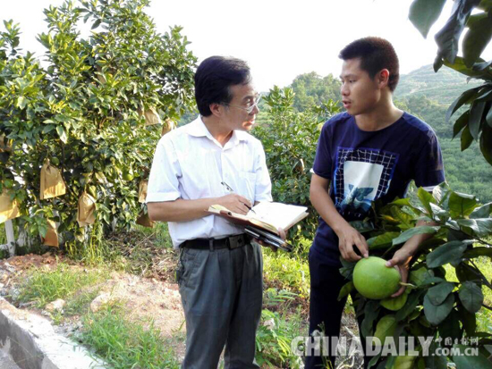 中华名果——广丰马家柚