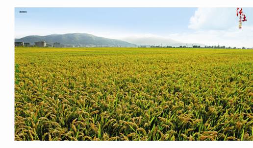 抚州绿色生态农业稳步前进