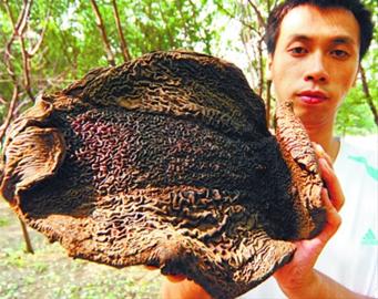 这是啥?是史前生物干尸?