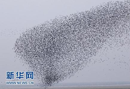 十万迁徙候鸟鸭绿江口湿地“加油”