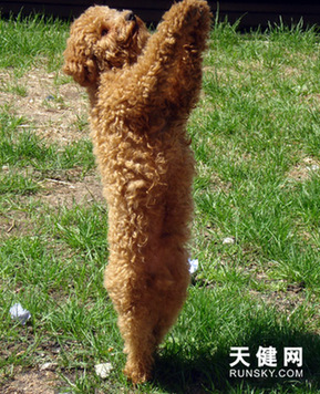 小狗乐乐和它的