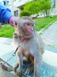 别人遛狗 我遛猕猴