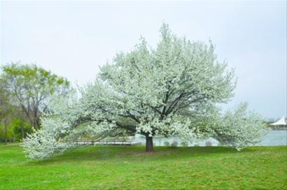 世博园70岁梨树王开花了