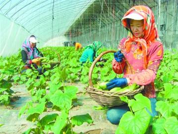 北镇蔬菜产业链让菜农稳赚不赔