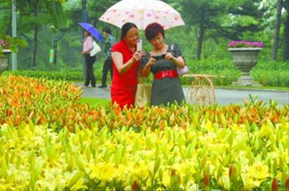百合花开六色