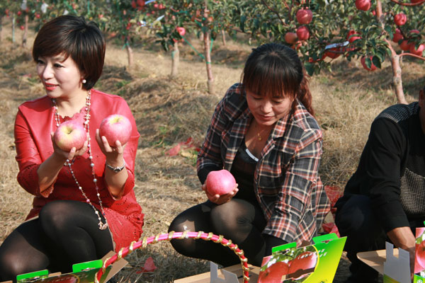 康平县寒富苹果采摘节主题歌诞生