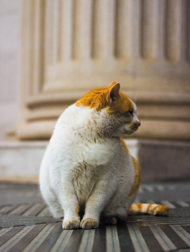 网上走红“之远猫”病倒了 30余名大学生轮流陪护