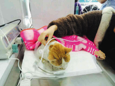 网上走红“之远猫”病倒了 30余名大学生轮流陪护