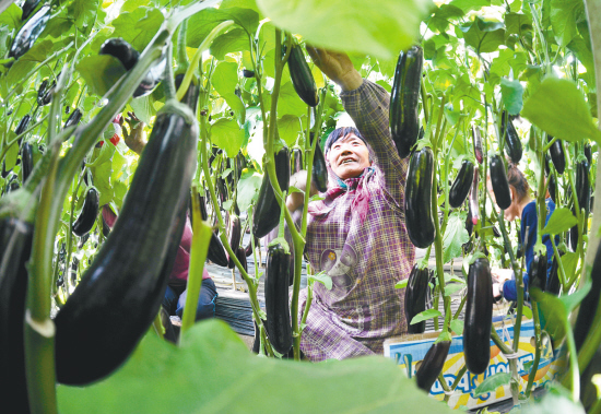 沈阳：茄子树上结“金果”（图）