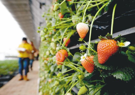 辽宁沈阳：温室后墙种草莓抢占春节市场