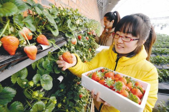 辽宁沈阳：温室后墙种草莓抢占春节市场