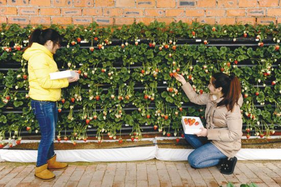 辽宁沈阳：温室后墙种草莓抢占春节市场